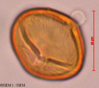 Tapirira obtusa - lame n° 29318